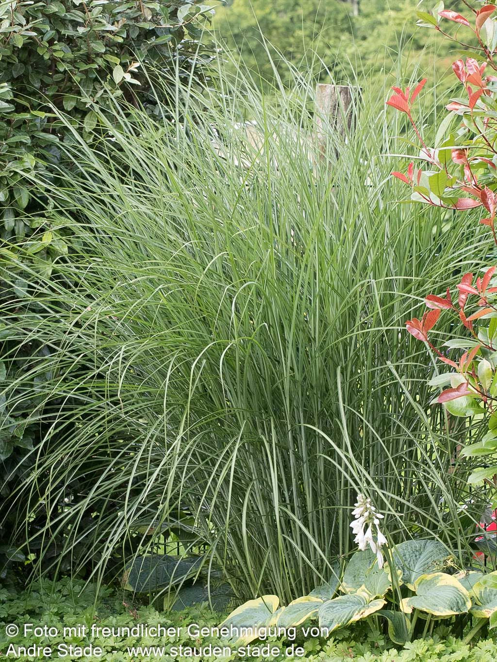 Chinaschilf 'Gracillimus' (Miscanthus sinensis)