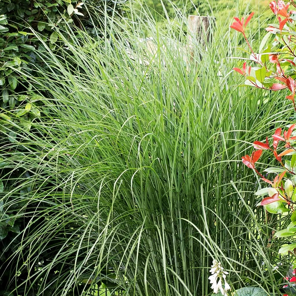 Chinaschilf 'Gracillimus' (Miscanthus sinensis)