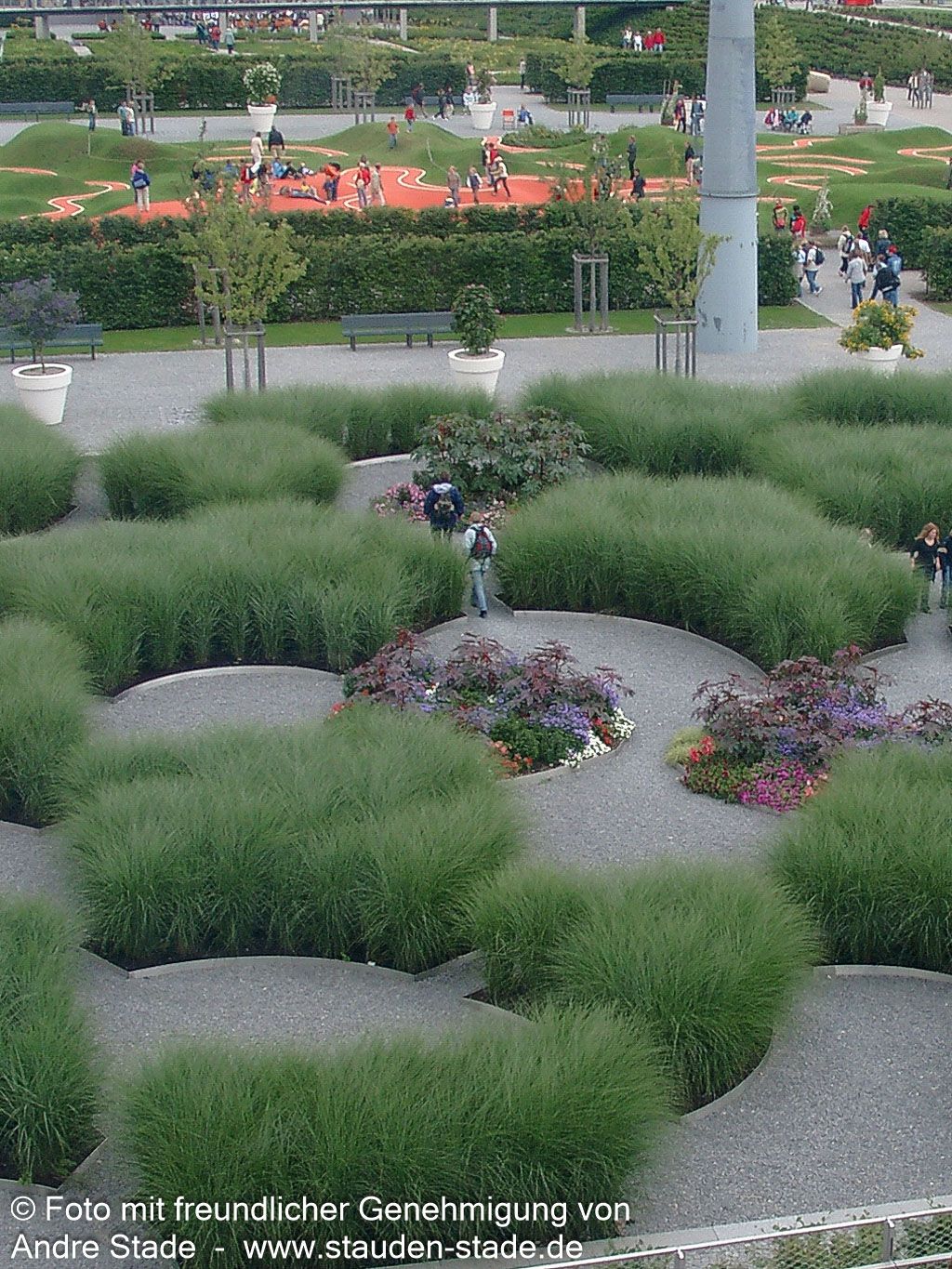 Chinaschilf 'Gracillimus' (Miscanthus sinensis)