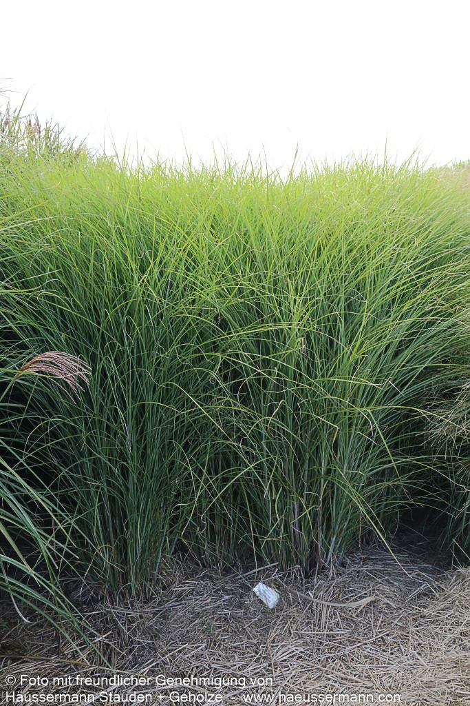 Chinaschilf 'Gracillimus' (Miscanthus sinensis)