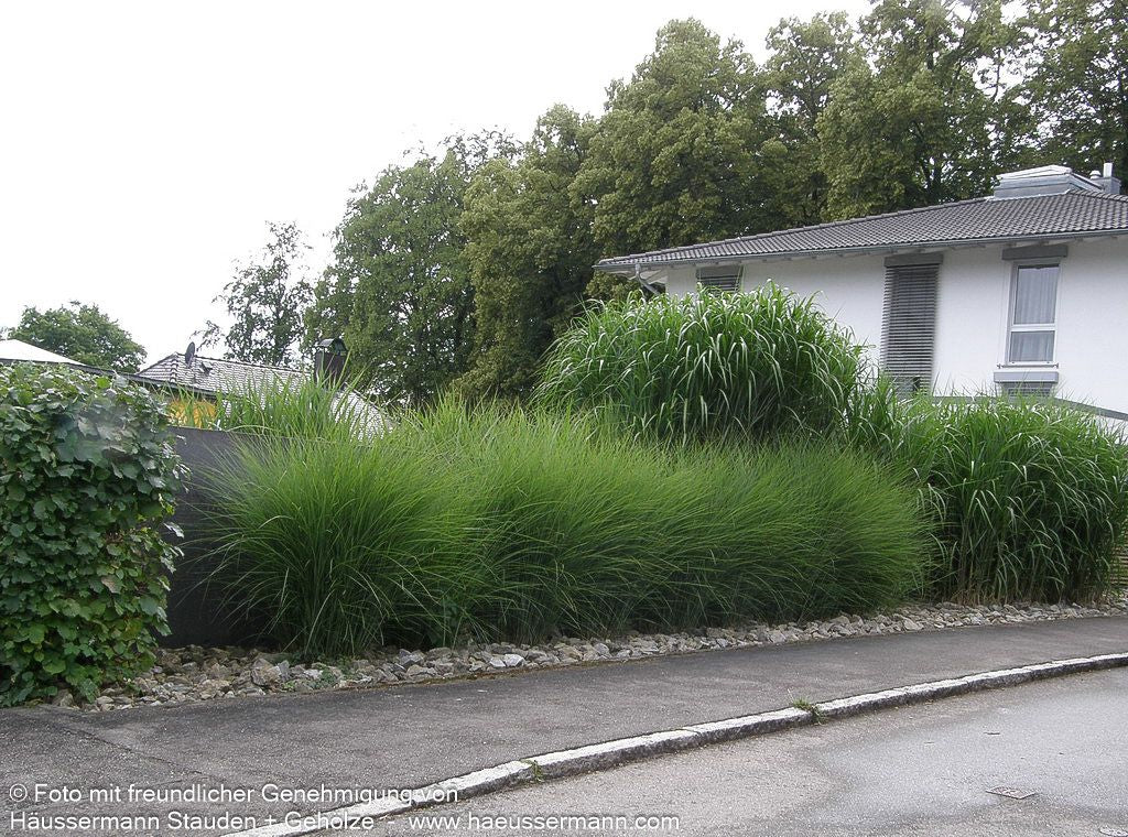 Chinaschilf 'Gracillimus' (Miscanthus sinensis)