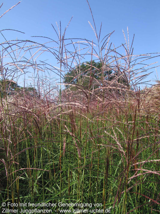 Chinaschilf 'Graziella' (Miscanthus sinensis)