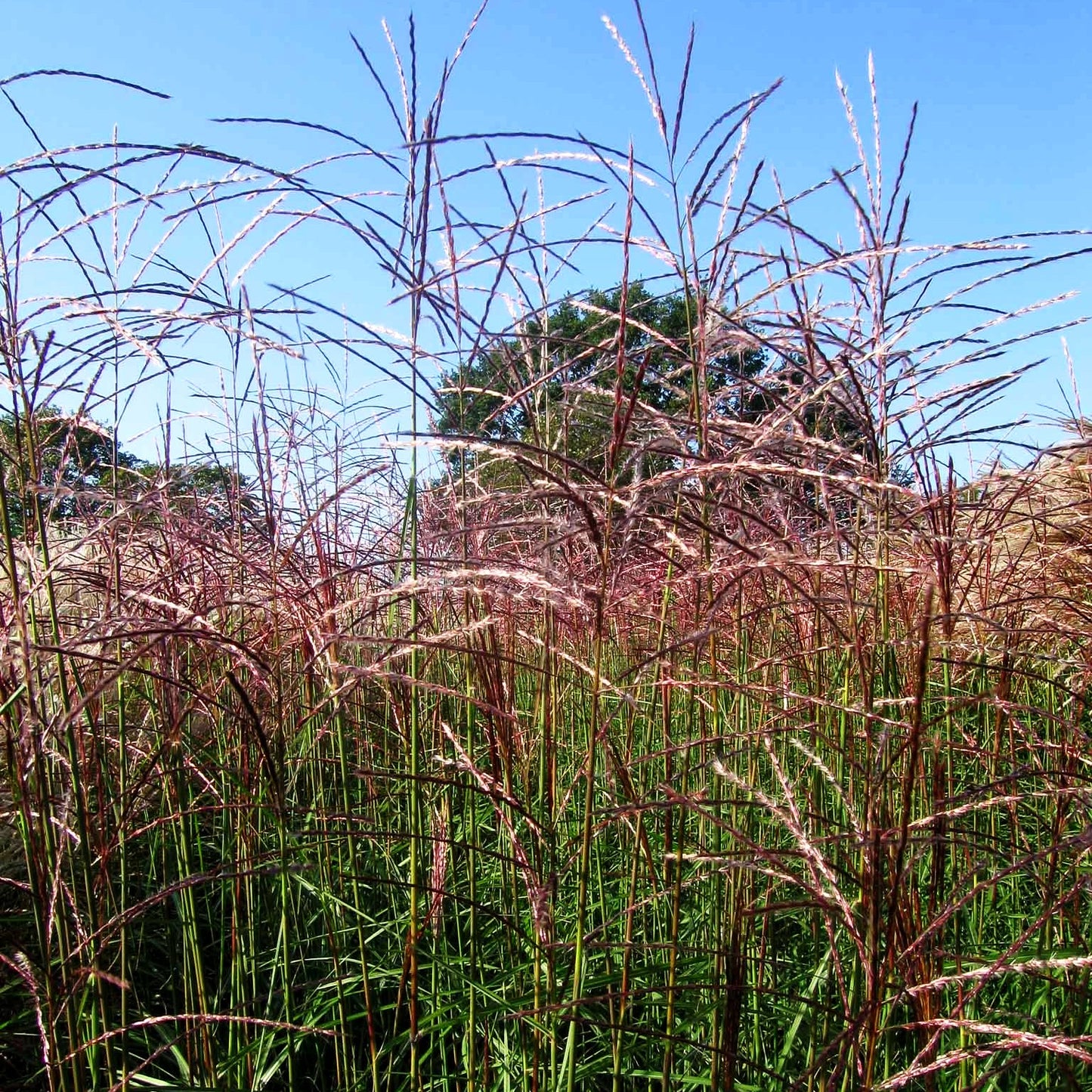 Chinaschilf 'Graziella' (Miscanthus sinensis)