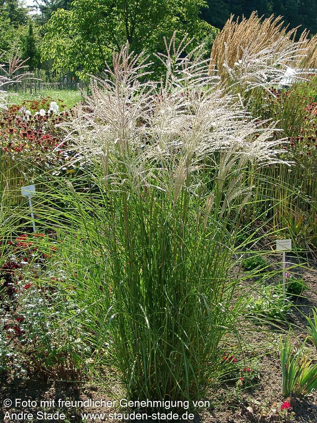 Chinaschilf 'Graziella' (Miscanthus sinensis)