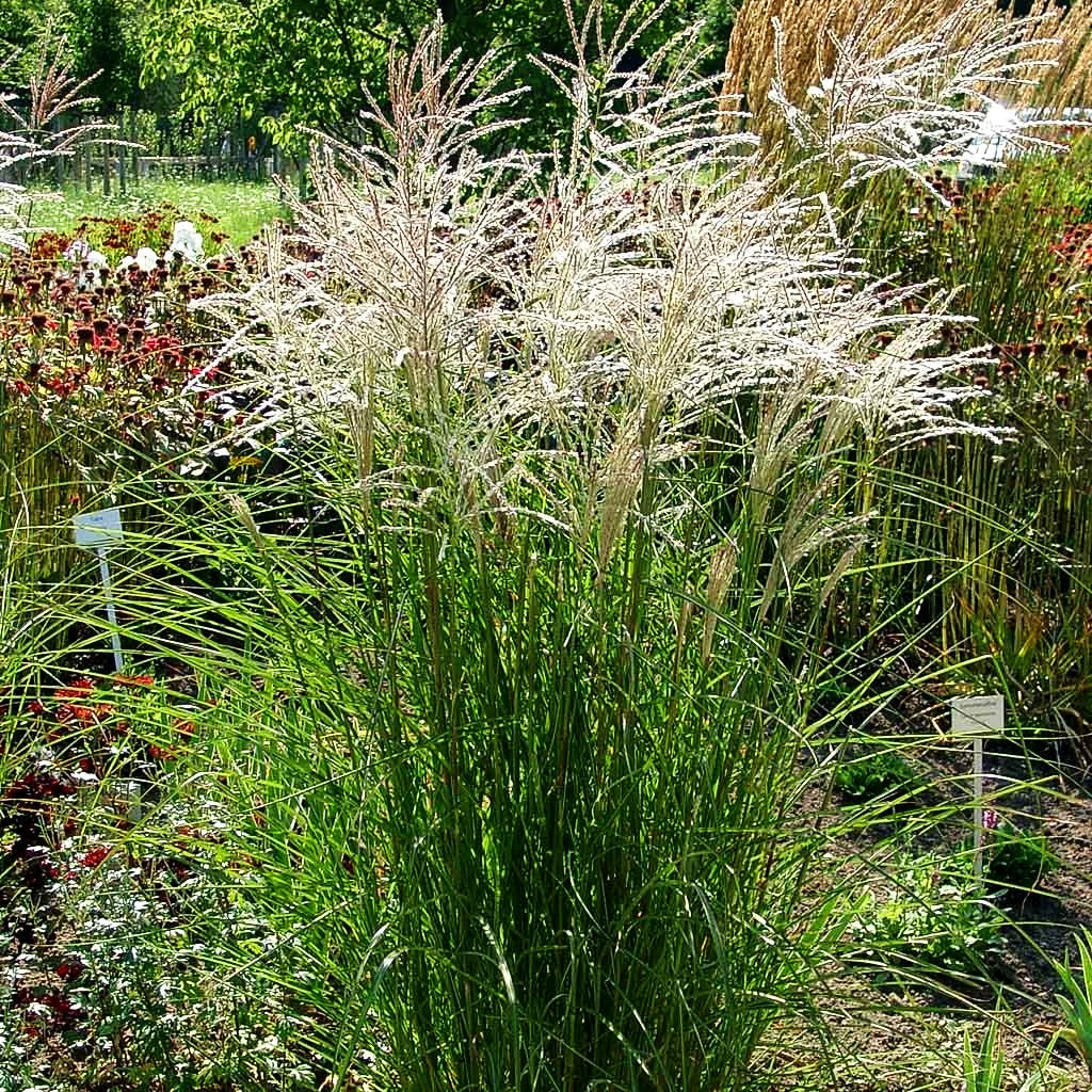 Chinaschilf 'Graziella' (Miscanthus sinensis)