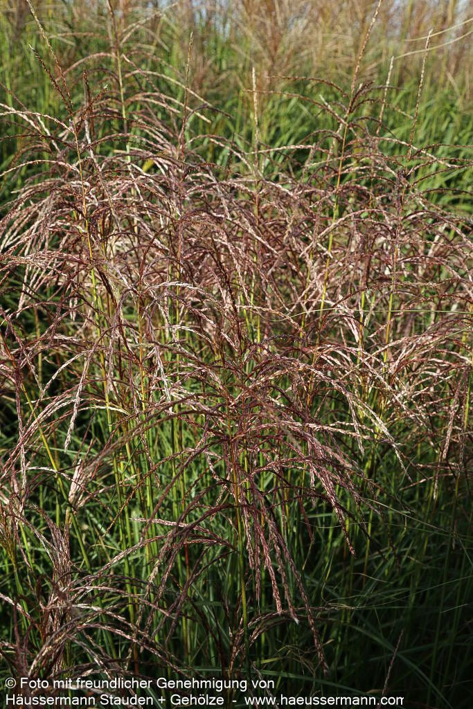 Chinaschilf 'Graziella' (Miscanthus sinensis)