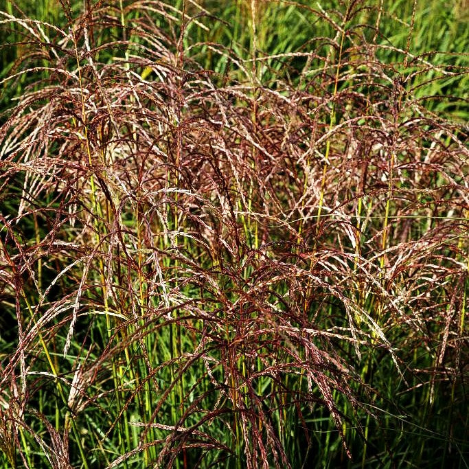 Chinaschilf 'Graziella' (Miscanthus sinensis)
