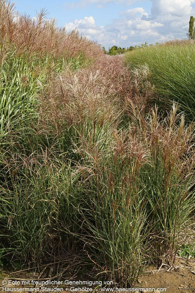Chinaschilf 'Graziella' (Miscanthus sinensis)