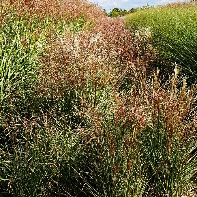 Chinaschilf 'Graziella' (Miscanthus sinensis)