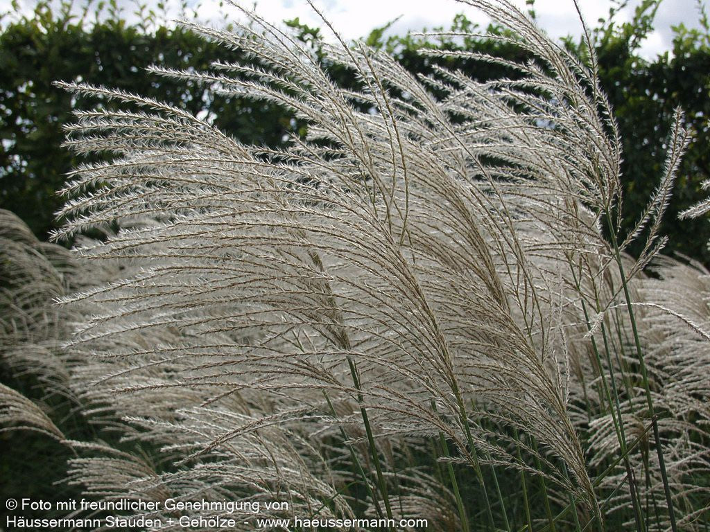 Chinaschilf 'Graziella' (Miscanthus sinensis)