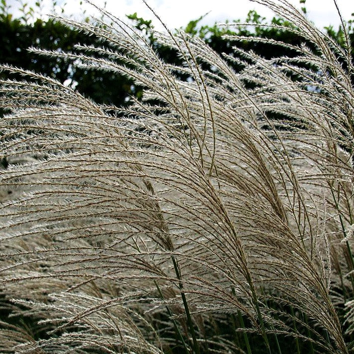 Chinaschilf 'Graziella' (Miscanthus sinensis)
