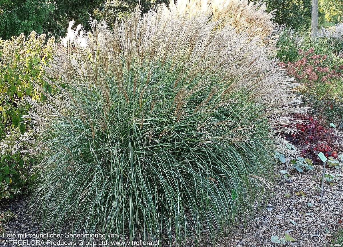 Chinaschilf 'Graziella' (Miscanthus sinensis)