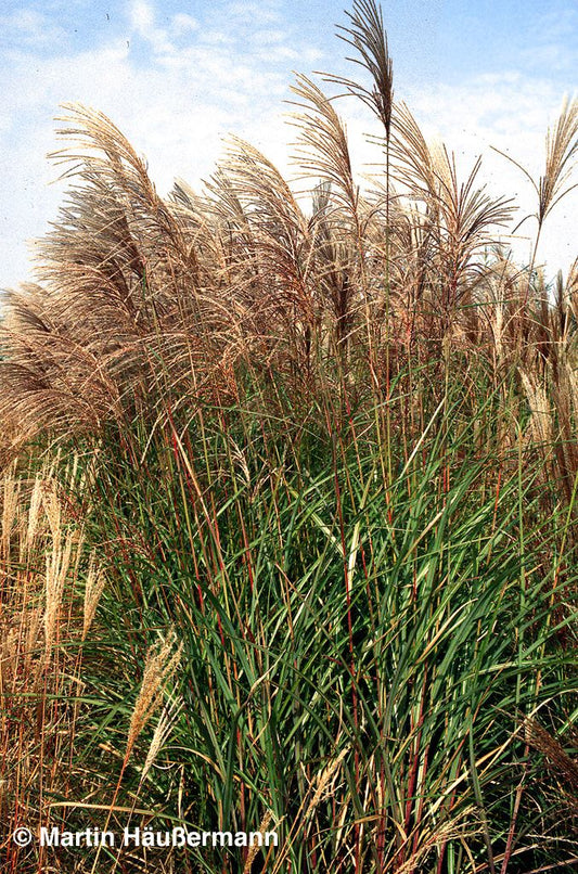 Chinaschilf 'Große Fontäne' (Miscanthus sinensis)