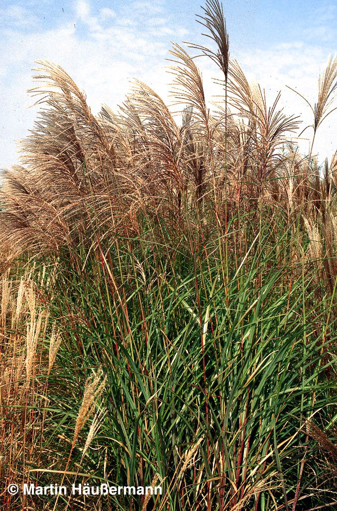 Chinaschilf 'Große Fontäne' (Miscanthus sinensis)