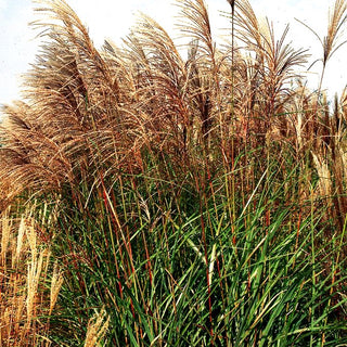 Chinaschilf 'Große Fontäne' (Miscanthus sinensis)
