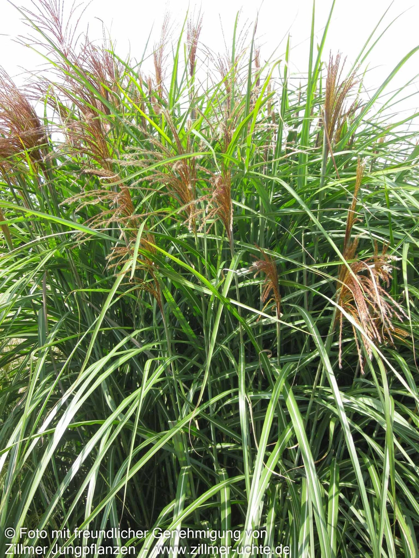 Chinaschilf 'Große Fontäne' (Miscanthus sinensis)