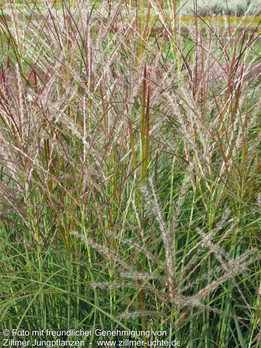 Chinaschilf 'Kleine Silberspinne' (Miscanthus sinensis)