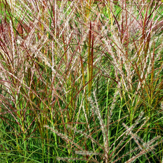 Chinaschilf 'Kleine Silberspinne' (Miscanthus sinensis)