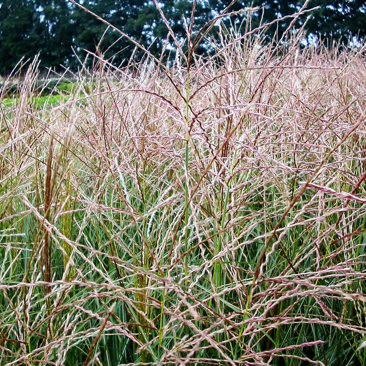 Chinaschilf 'Kleine Silberspinne' (Miscanthus sinensis)
