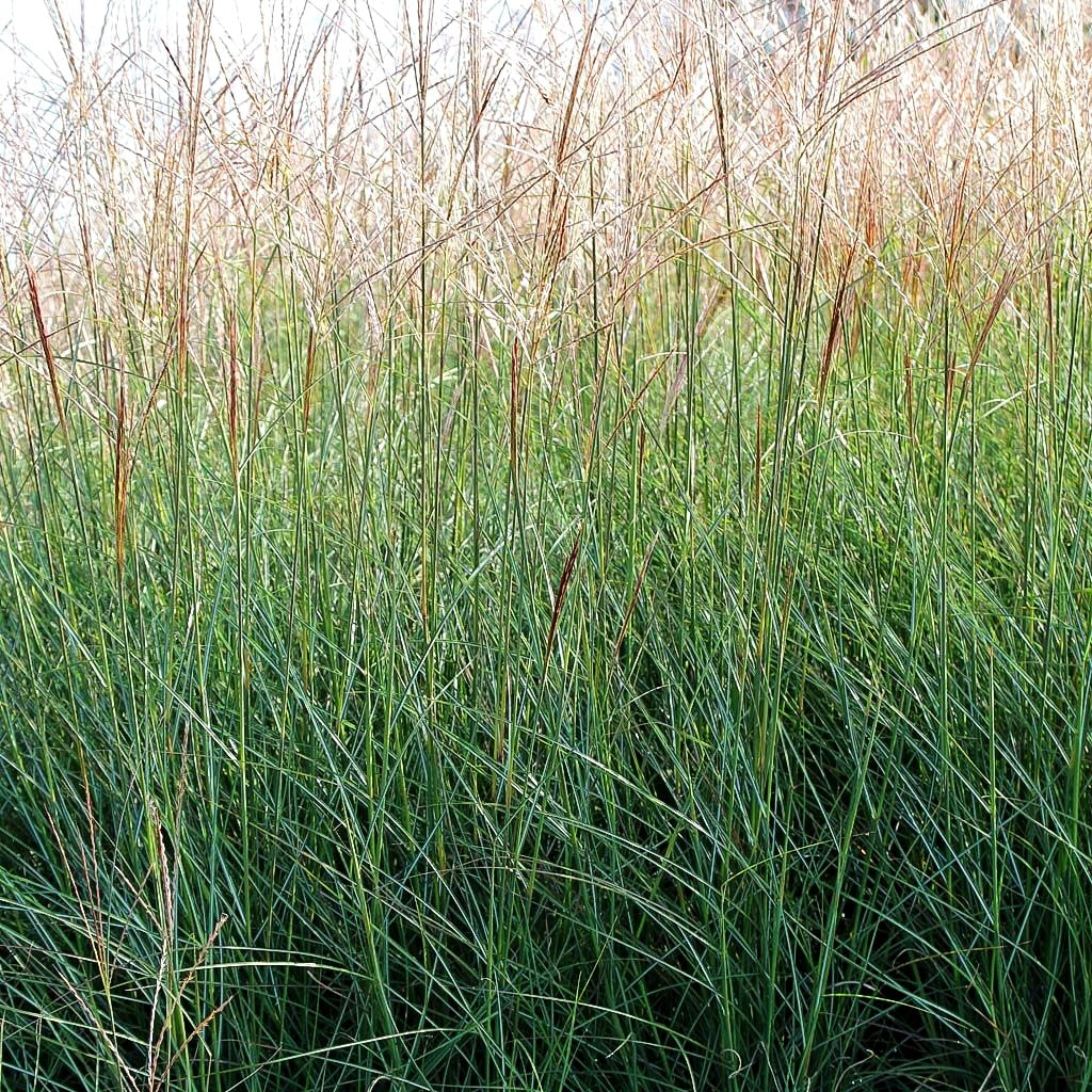Chinaschilf 'Kleine Silberspinne' (Miscanthus sinensis)