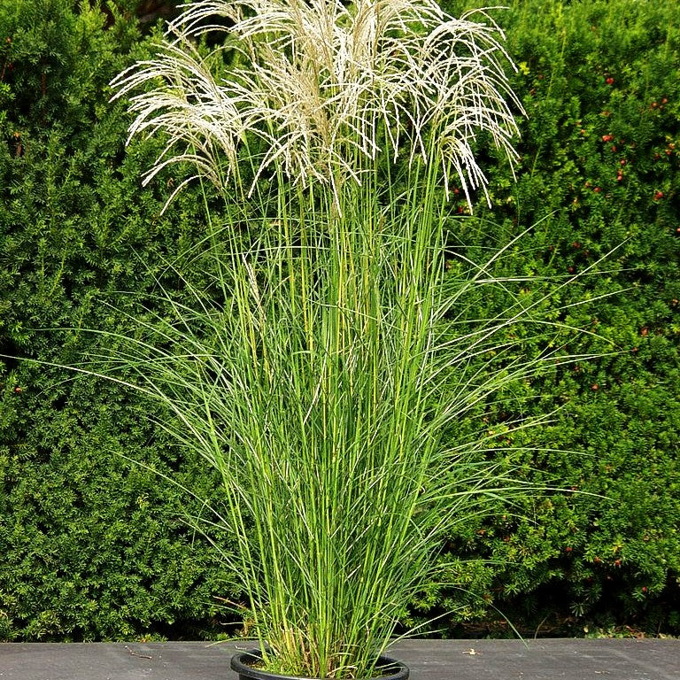 Chinaschilf 'Kleine Silberspinne' (Miscanthus sinensis)