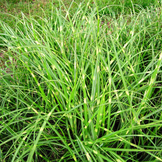 Chinaschilf 'Little Zebra' (Miscanthus sinensis)