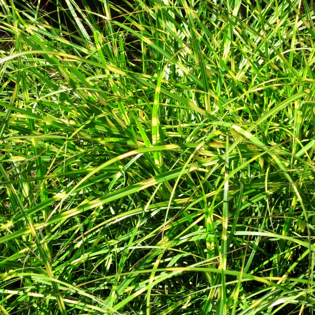 Chinaschilf 'Little Zebra' (Miscanthus sinensis)
