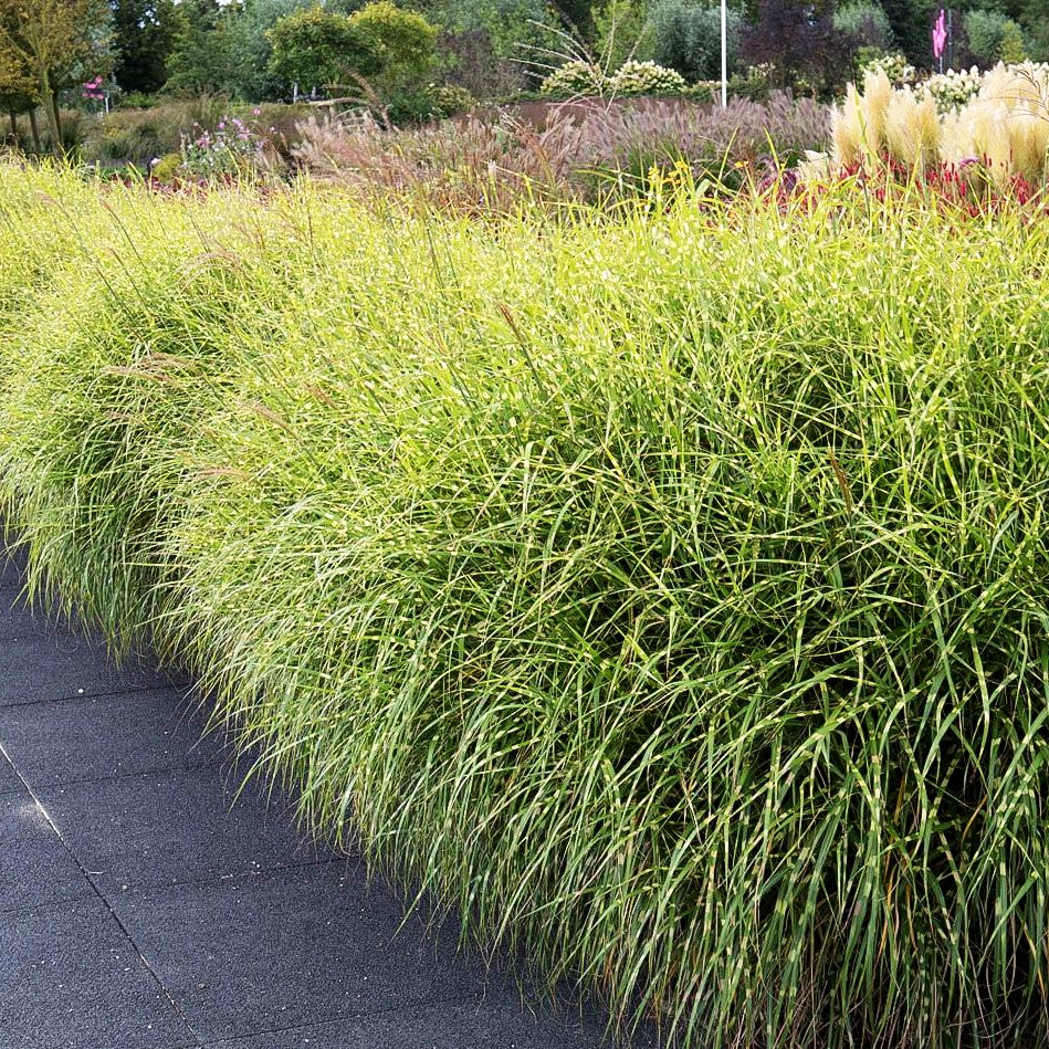 Chinaschilf 'Little Zebra' (Miscanthus sinensis)