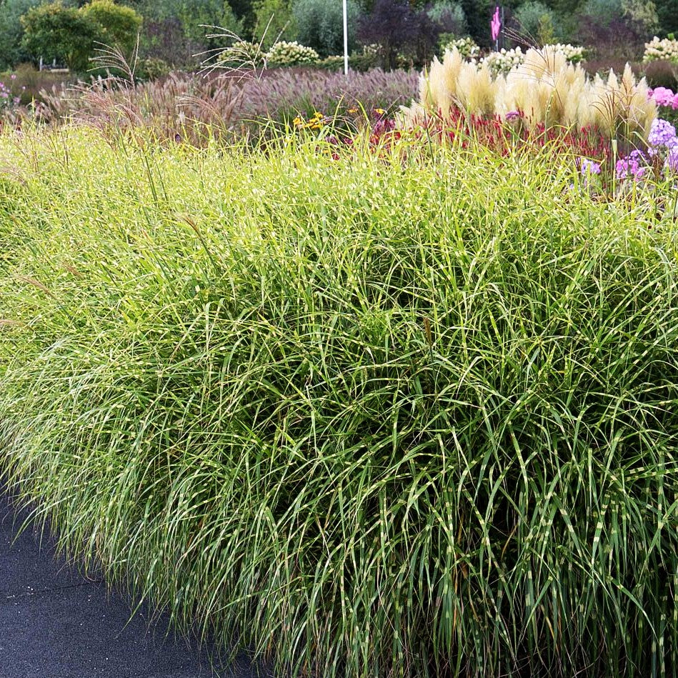 Chinaschilf 'Little Zebra' (Miscanthus sinensis)