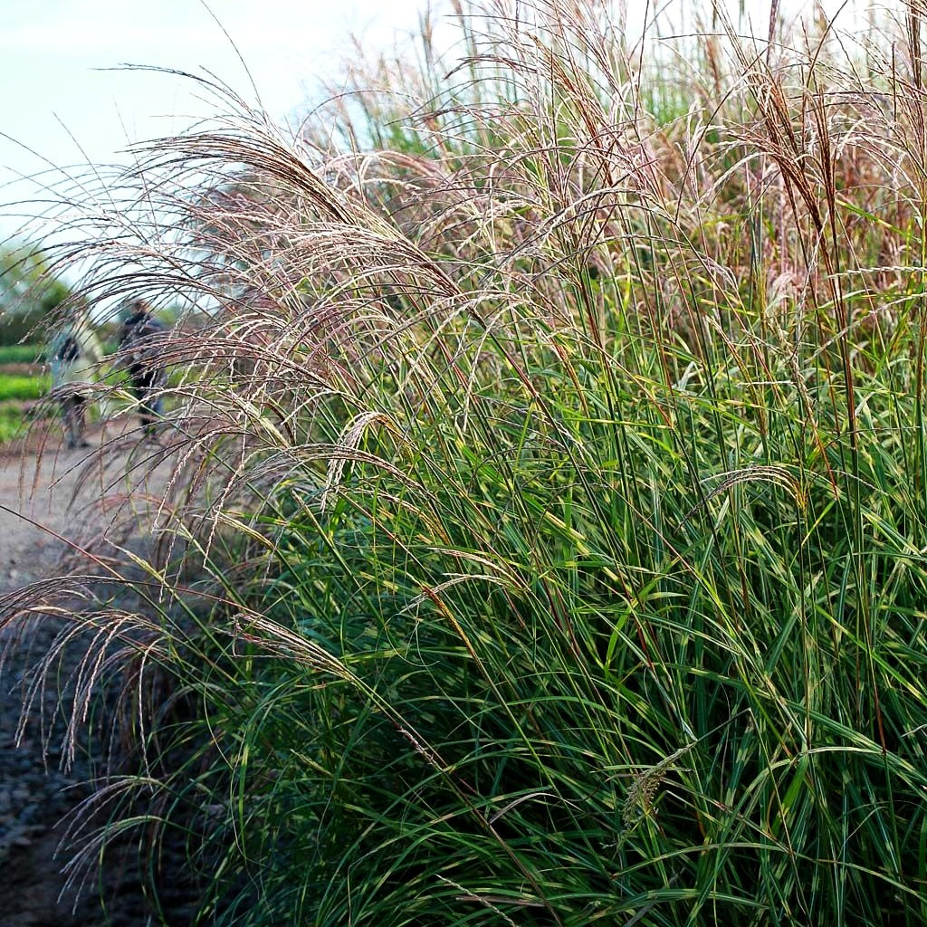 Chinaschilf 'Little Zebra' (Miscanthus sinensis)