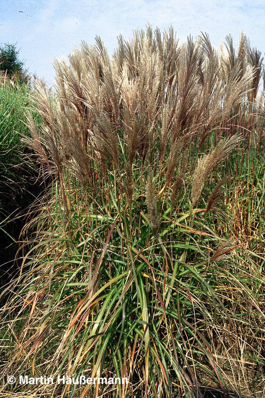 Chinaschilf 'Malepartus' (Miscanthus sinensis)