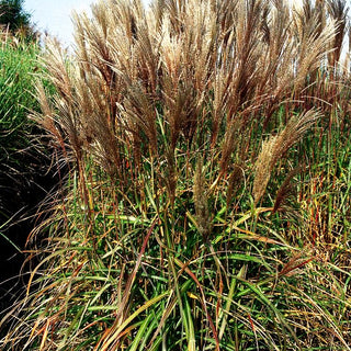 Chinaschilf 'Malepartus' (Miscanthus sinensis)
