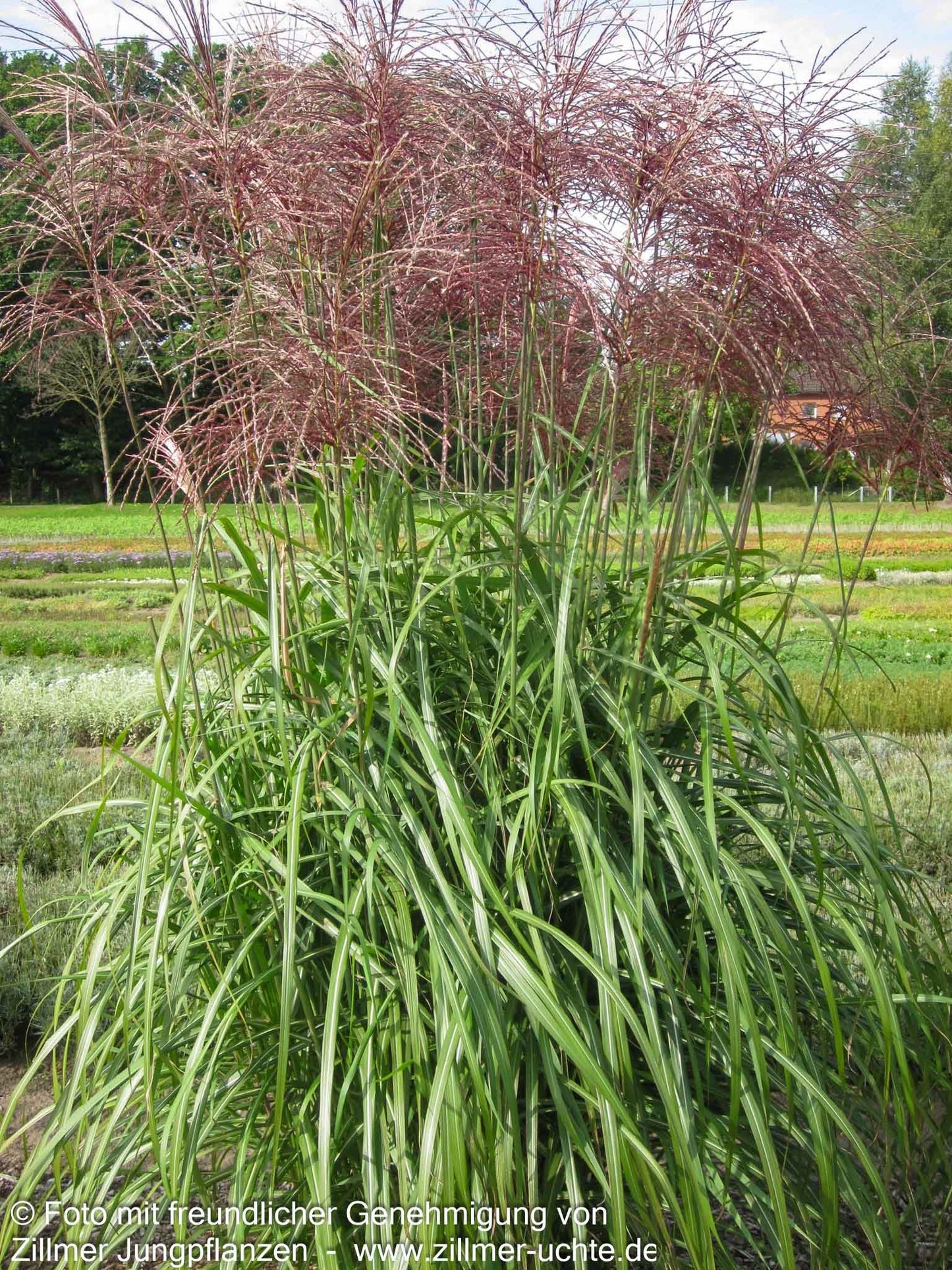 Chinaschilf 'Malepartus' (Miscanthus sinensis)