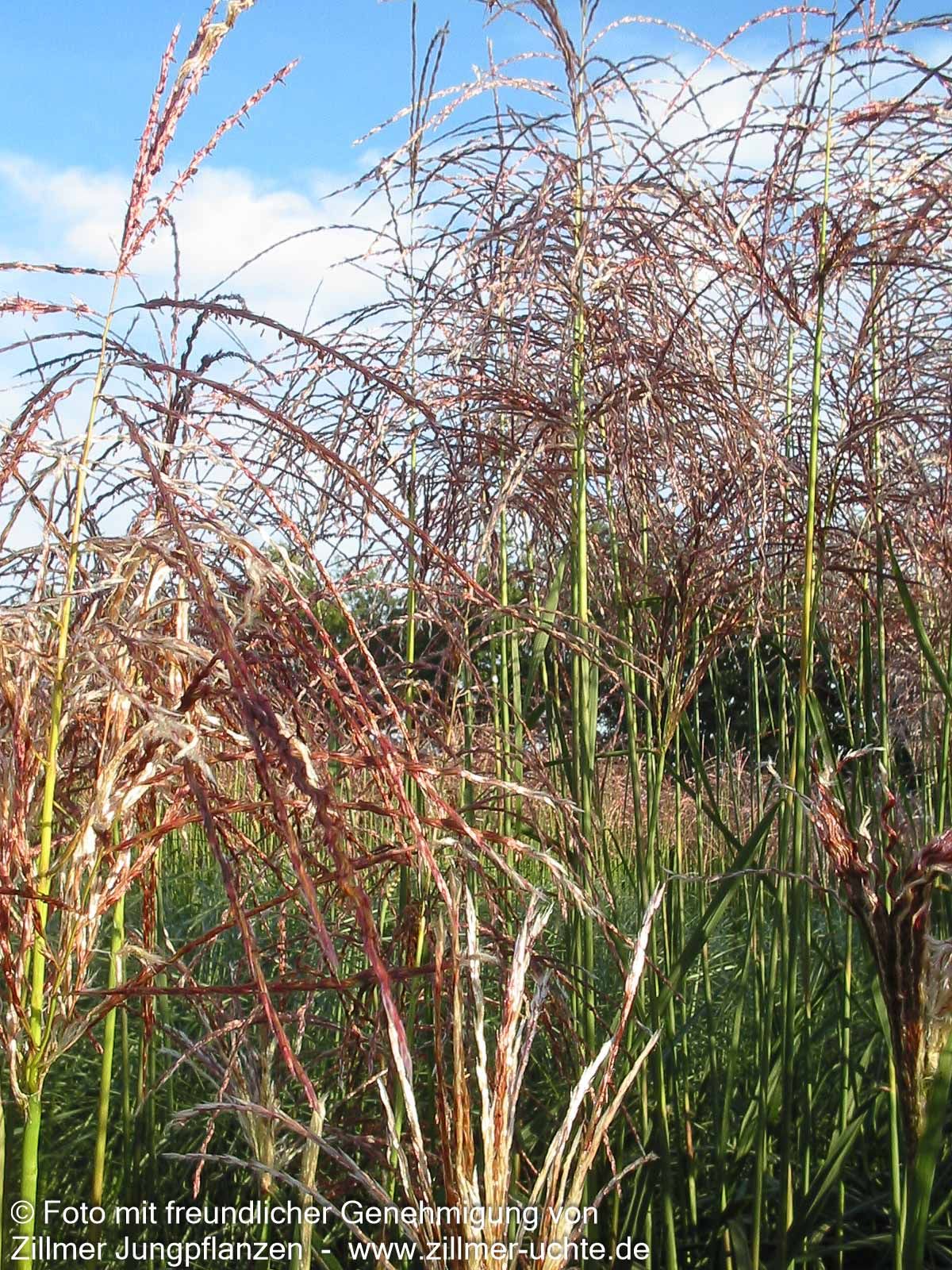 Chinaschilf 'Malepartus' (Miscanthus sinensis)