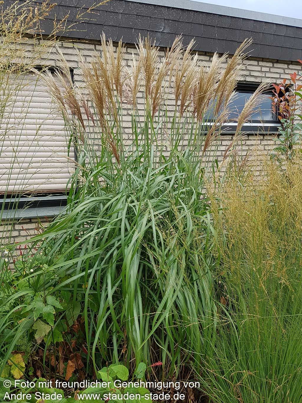 Chinaschilf 'Malepartus' (Miscanthus sinensis)