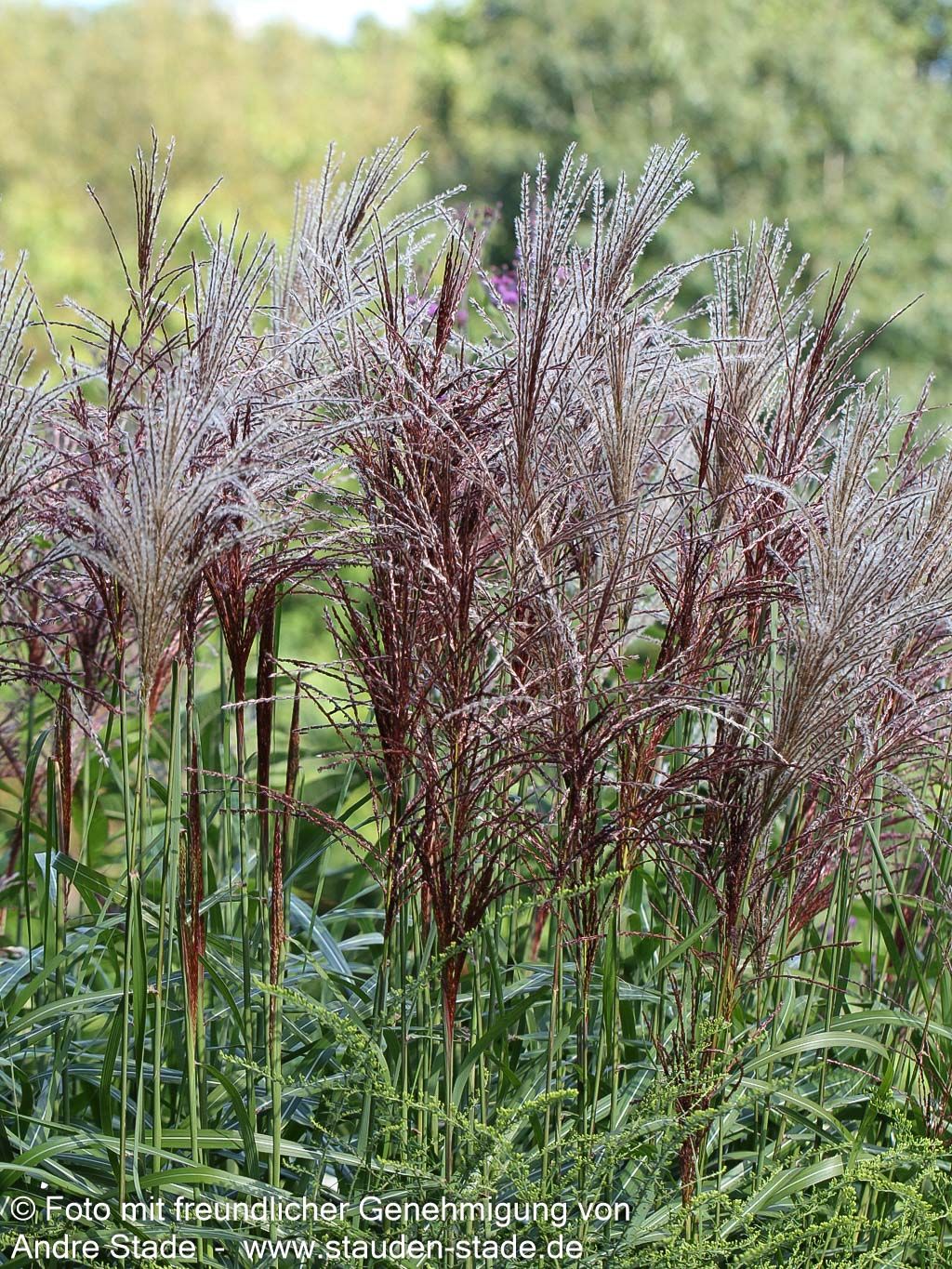 Chinaschilf 'Malepartus' (Miscanthus sinensis)