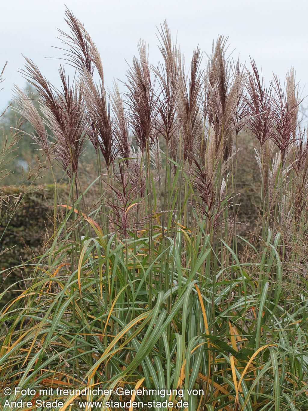 Chinaschilf 'Malepartus' (Miscanthus sinensis)