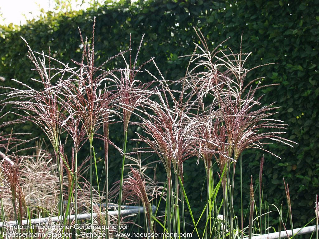 Chinaschilf 'Malepartus' (Miscanthus sinensis)