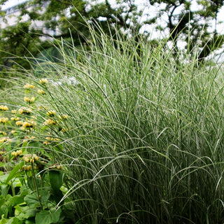 Chinaschilf 'Morning Light' (Miscanthus sinensis)