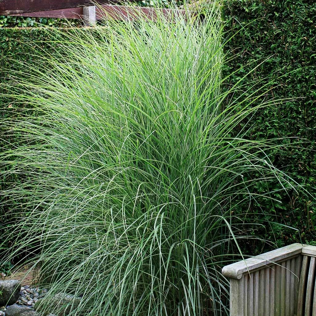 Chinaschilf 'Morning Light' (Miscanthus sinensis)