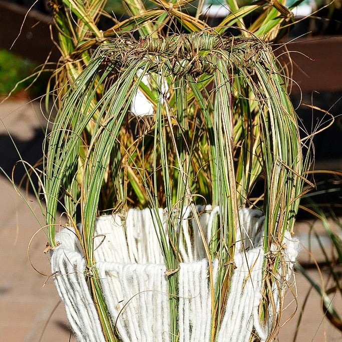 Chinaschilf 'Morning Light' (Miscanthus sinensis)