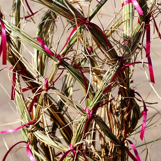 Chinaschilf 'Morning Light' (Miscanthus sinensis)