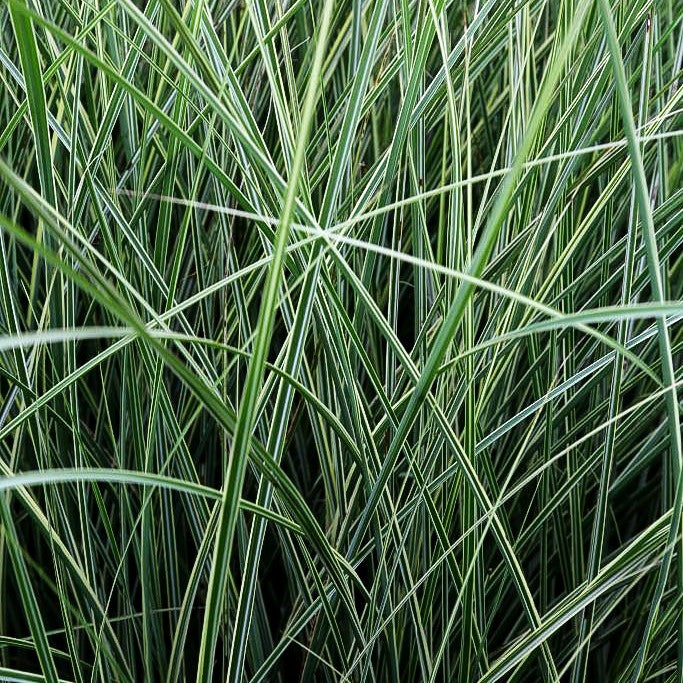 Chinaschilf 'Morning Light' (Miscanthus sinensis)