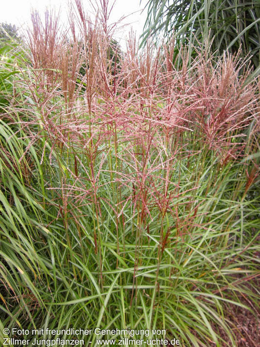 Chinaschilf 'Nippon' (Miscanthus sinensis)