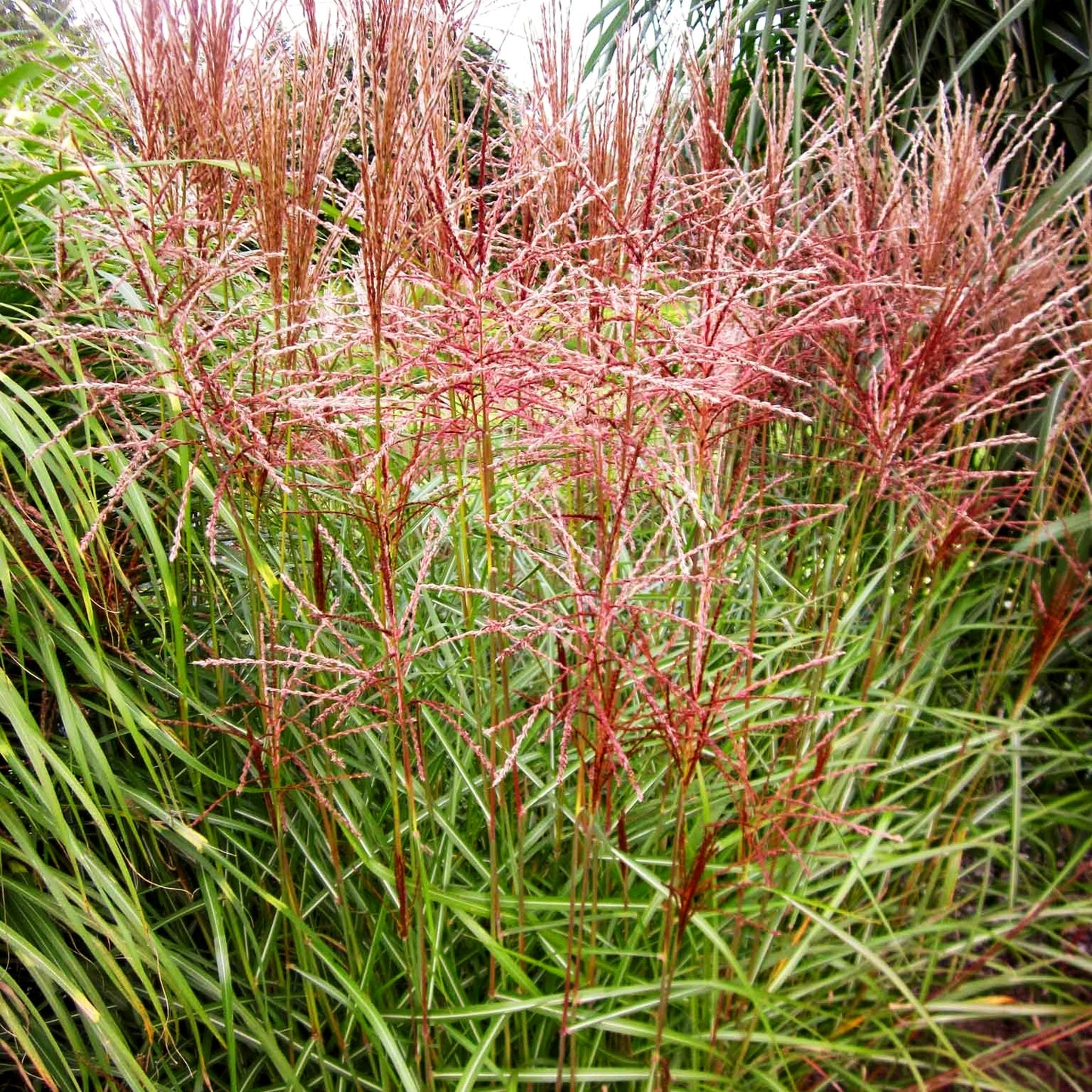 Chinaschilf 'Nippon' (Miscanthus sinensis)