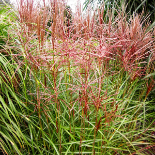 Chinaschilf 'Nippon' (Miscanthus sinensis)