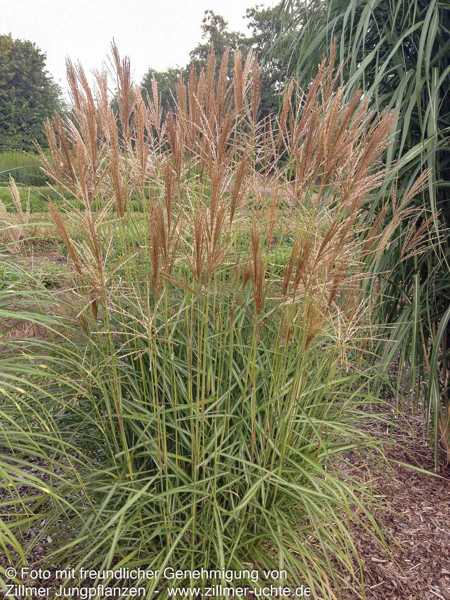 Chinaschilf 'Nippon' (Miscanthus sinensis)