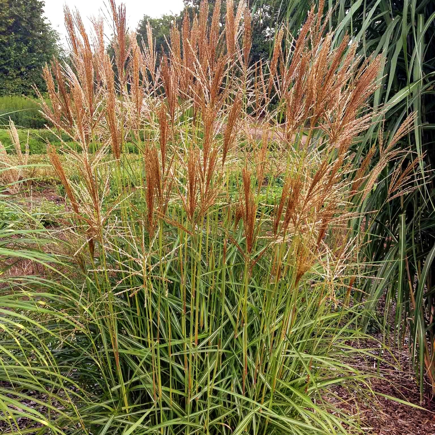 Chinaschilf 'Nippon' (Miscanthus sinensis)