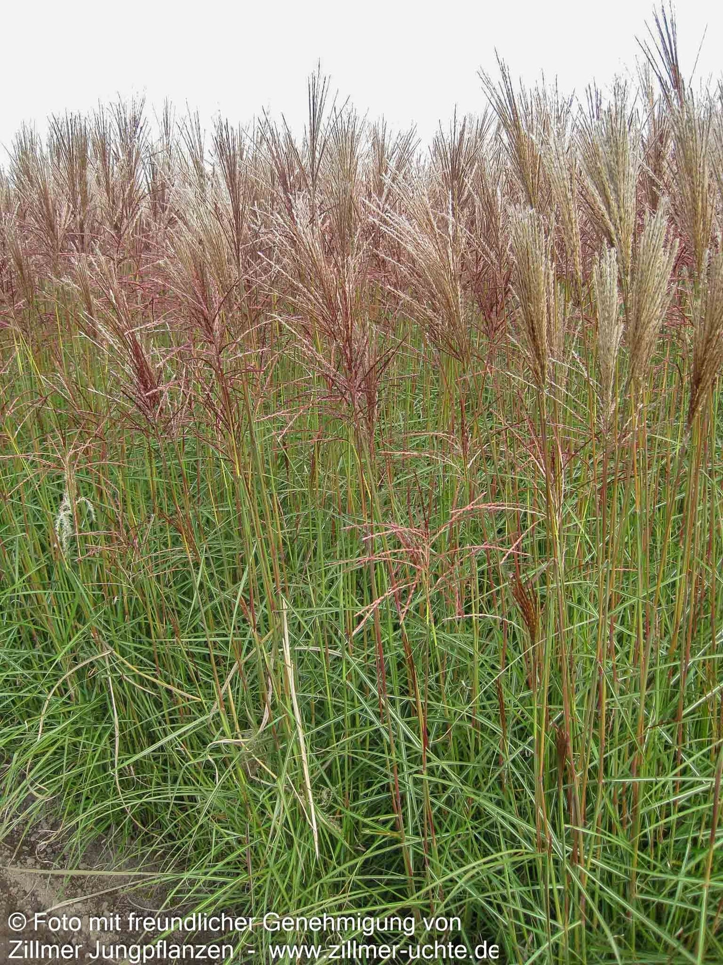 Chinaschilf 'Nippon' (Miscanthus sinensis)