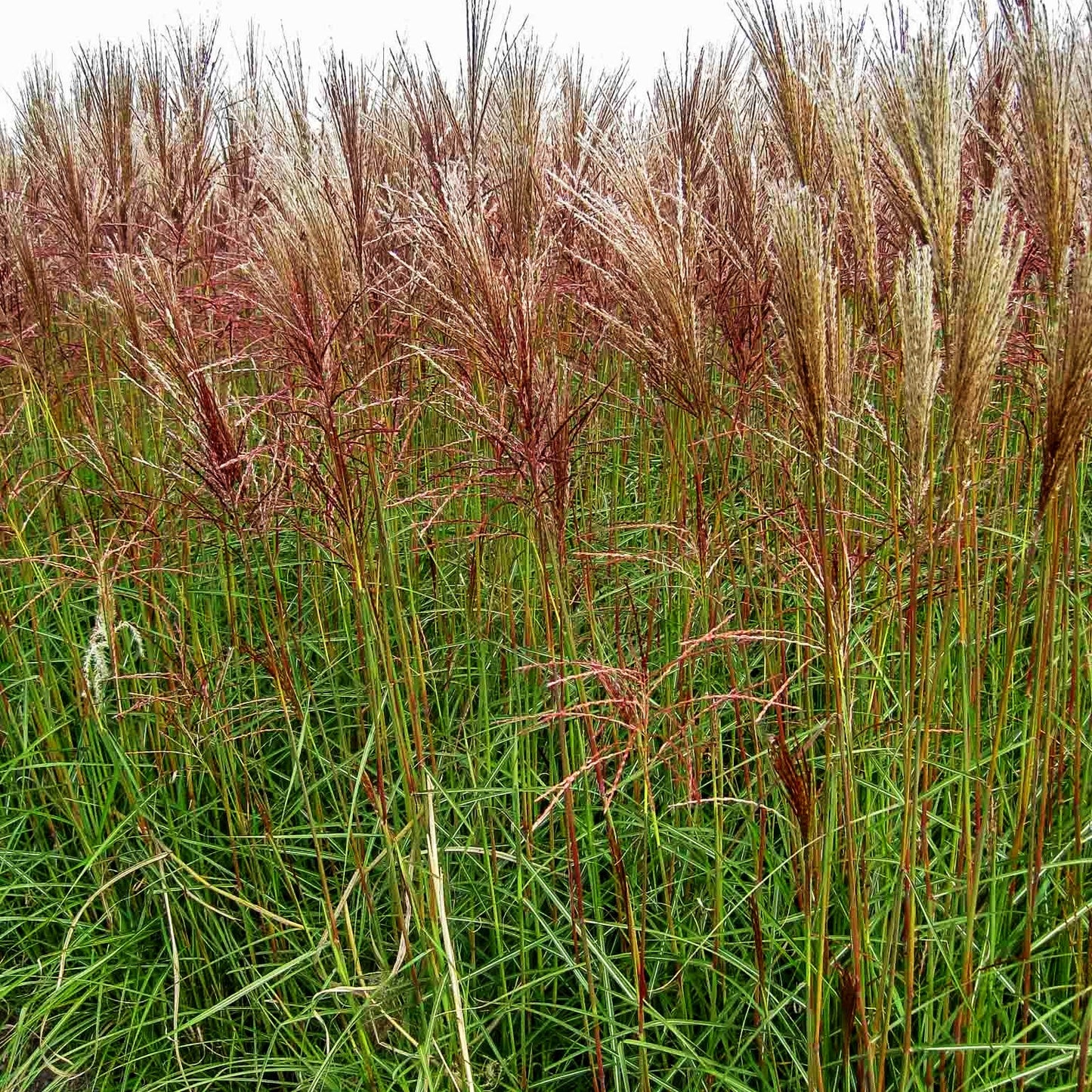 Chinaschilf 'Nippon' (Miscanthus sinensis)